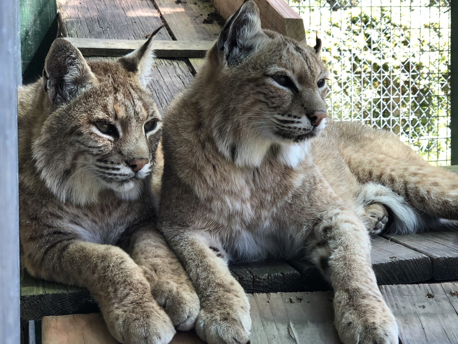 Two wild cats resting together on a wooden platform.